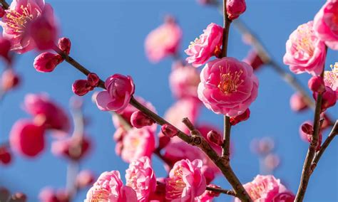 哪些國家有梅花：探訪梅花的世界分布與文化意涵